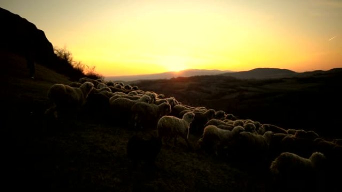 聪明的狗带领绵羊，在山上日落时帮助女牧羊人