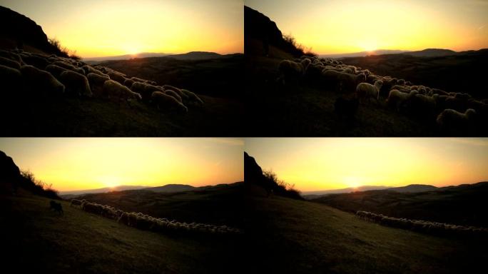 聪明的狗带领绵羊，在山上日落时帮助女牧羊人