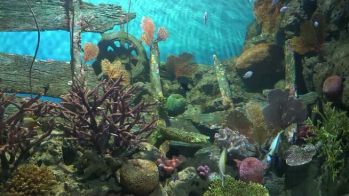 底部的珊瑚礁和木制残骸吸引热带鱼