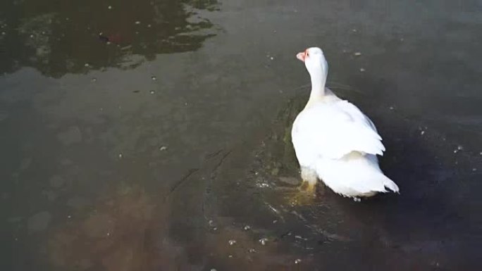 白鸭游泳和漂浮在池塘中的视频