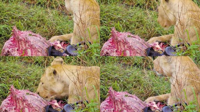 狮子吃牛羚的尸体