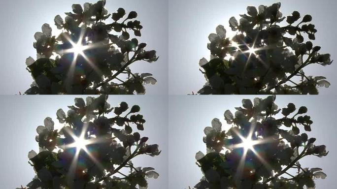 春天。阳光照耀在树上