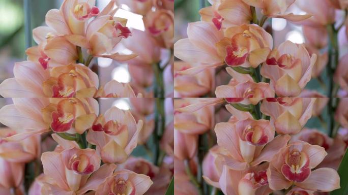冬季或春季在兰花花园中的兰花花，用于美容和农业设计。兰花。