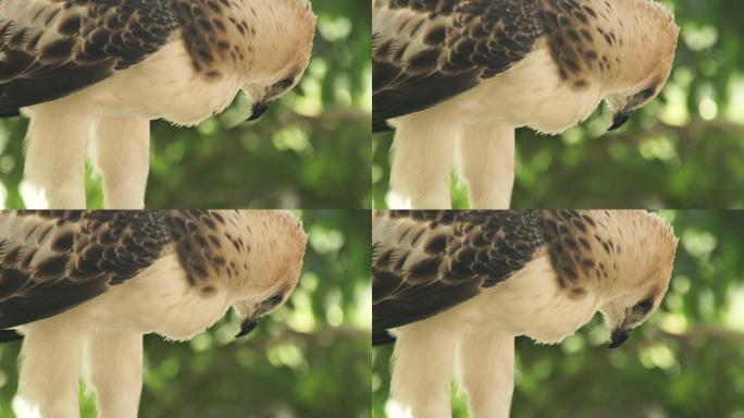 鹰鸟猛禽蛇鹰在绿树树枝上特写。野性中的掠食性鸟蛇鹰。鸟类学、观鸟学、动物学概念