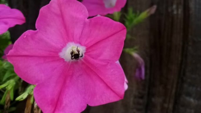 Ruellia tuberosa花的蜜蜂授粉