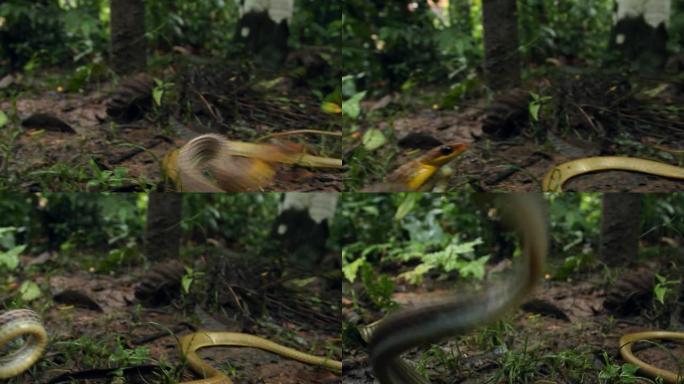 橄榄鞭蛇(Chironius fuscus)攻击镜头