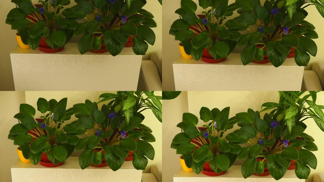 家居装饰生动紫色开花紫罗兰花，温室观赏植物，紫罗兰花，