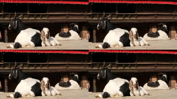 加德满都巴克塔普尔休息的山羊。地震后东方古城的日常生活。动物躺在寺庙附近的街道上准备祭祀仪式