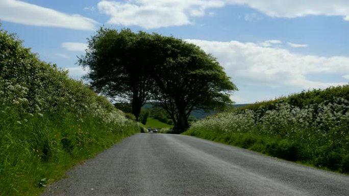 乡村公路夏季路边野花白花