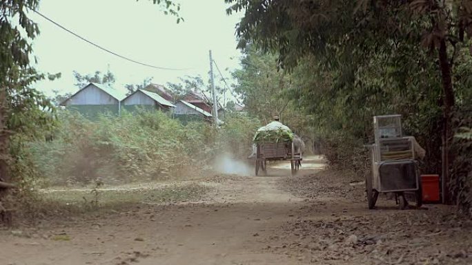 男子驾驶牛车在乡村道路上运送收获的烟叶