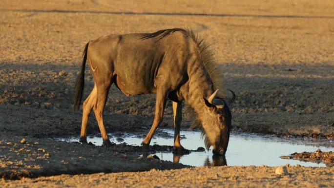 蓝色牛羚饮用水