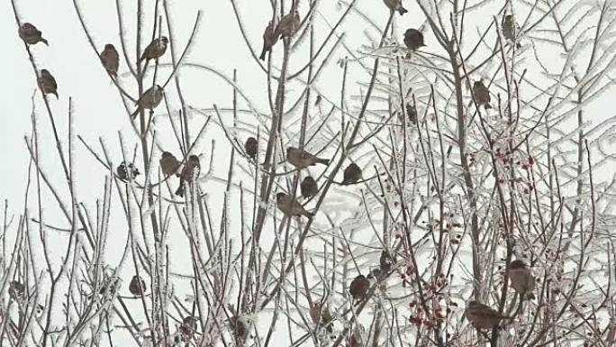 冬日天空树上的鸟