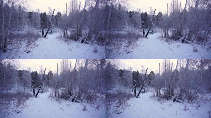 冬季森林。西伯利亚针叶林