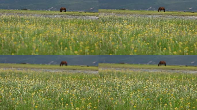 马在草原草地吃草放牧