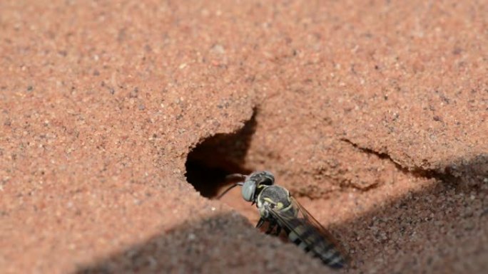 美国沙黄蜂在威斯康星州北部Crex Meadows野生动物区的沙子中挖巢