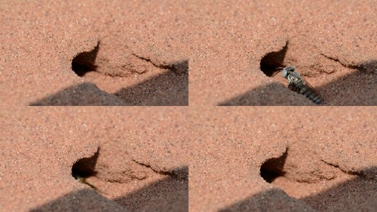美国沙黄蜂在威斯康星州北部Crex Meadows野生动物区的沙子中挖巢