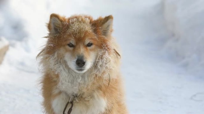 冬天，蓬松的红色锁链狗在户外雪地上看起来