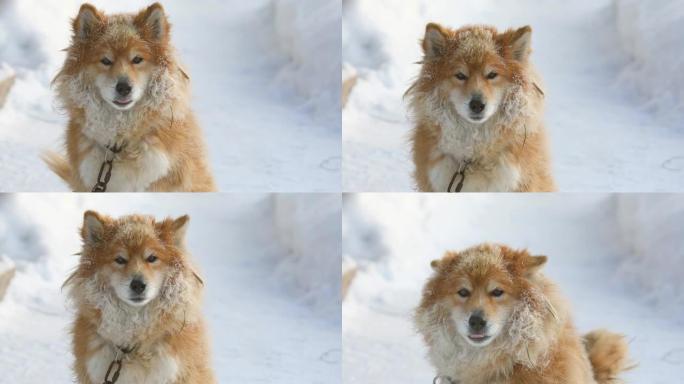 冬天，蓬松的红色锁链狗在户外雪地上看起来