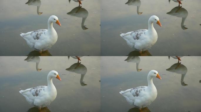池塘与白鹅休息在太阳高清1080p慢动作镜头-白鹅与其他鹅在水中放松1920X1080慢镜头全高清视