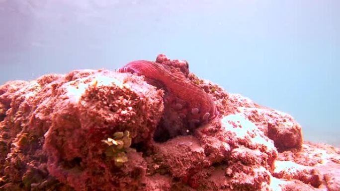 章鱼坐在岩石上，藏在洞里，印度洋，Hikkaduwa，斯里兰卡，南亚