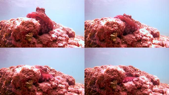 章鱼坐在岩石上，藏在洞里，印度洋，Hikkaduwa，斯里兰卡，南亚