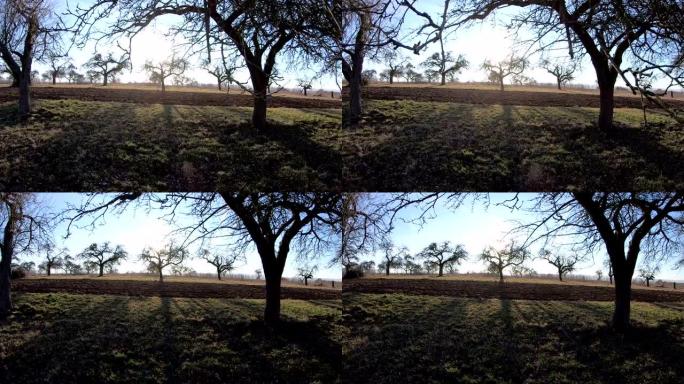 冬天的老苹果树与360度相机，VR360，VR，360VR，小星球效应