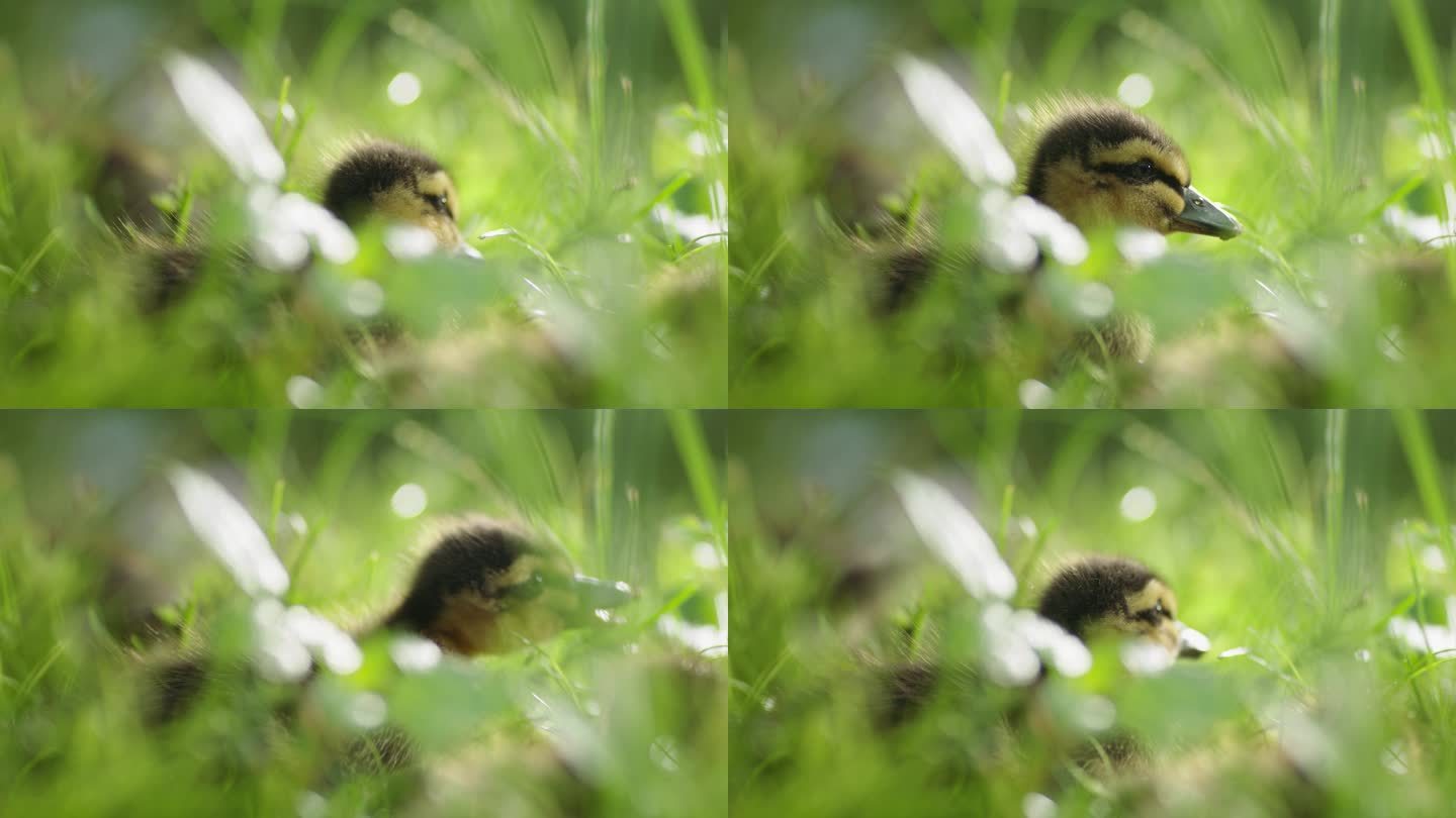 小黄鸭在草丛中吃草