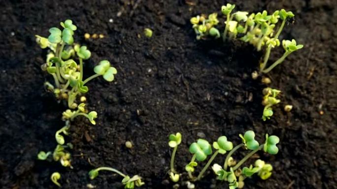 生长中的植物延时发芽。相框