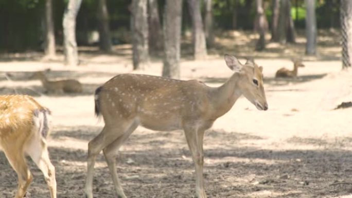 动物公园里的斑点小鹿特写。可爱的梅花鹿。自然保护区野生森林动物