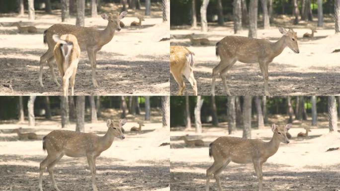 动物公园里的斑点小鹿特写。可爱的梅花鹿。自然保护区野生森林动物