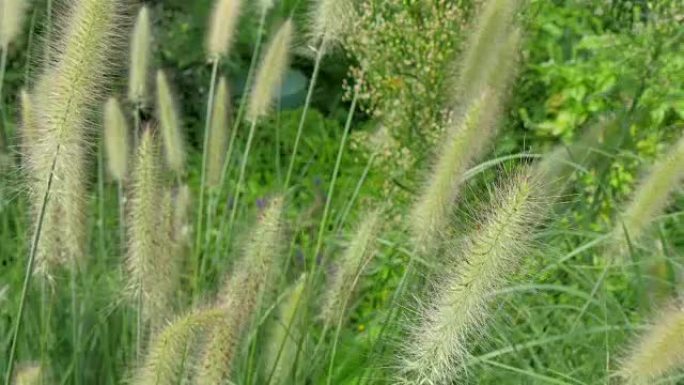世博会院子上的绿色麦草