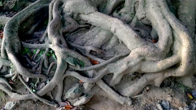 地球表面交织的大而粗的树根