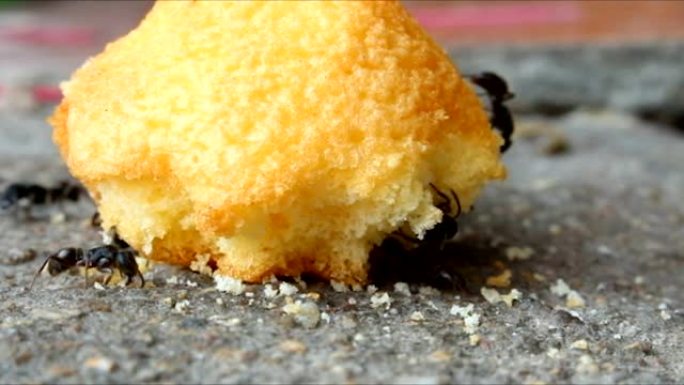 黑蚂蚁吃面包店