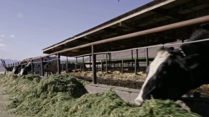 在犹他州农村的一个奶牛场为一群奶牛喂食时间