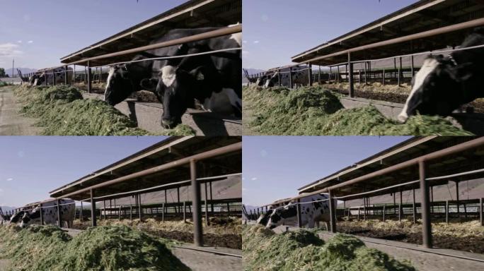 在犹他州农村的一个奶牛场为一群奶牛喂食时间