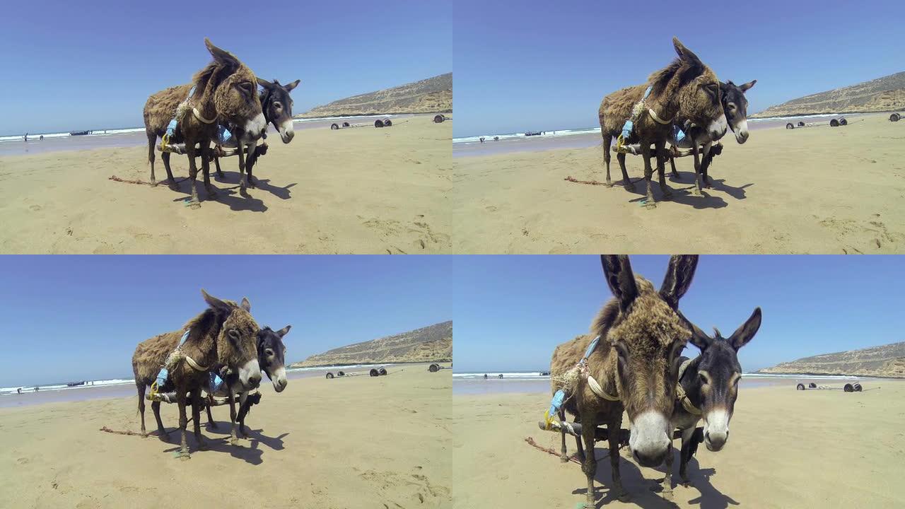 两只小驴马驹，带木轭，海滩，中等距离