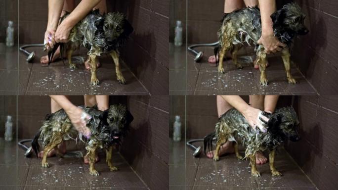 女人在洗澡时洗狗
