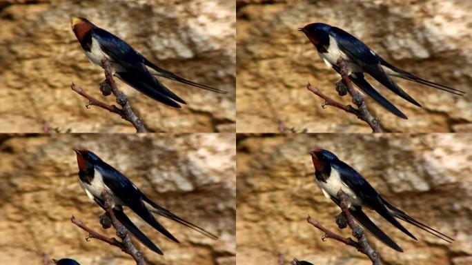 春季时，谷仓燕子鸟 (Hirundo rustica) 栖息在木柴上