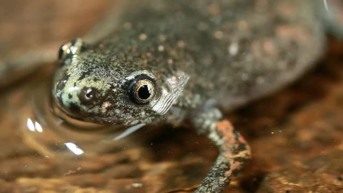 圣塞西莉亚蜂鸣蛙 (Chiasmocleis anatipes)