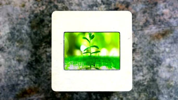 绿色Beackground上的小树在老式幻灯片胶片上的水中反射