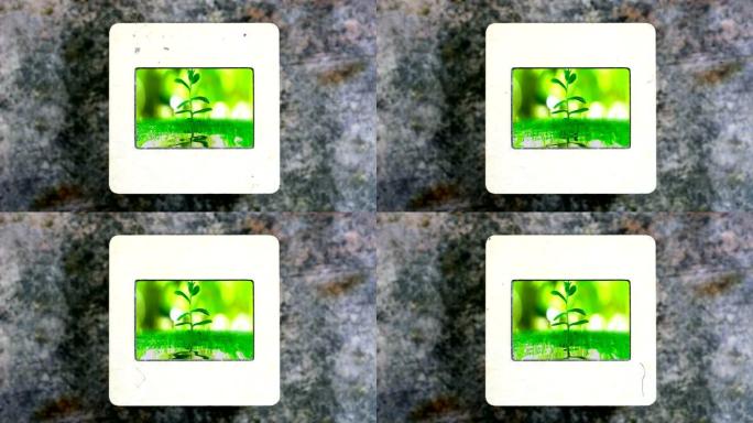 绿色Beackground上的小树在老式幻灯片胶片上的水中反射