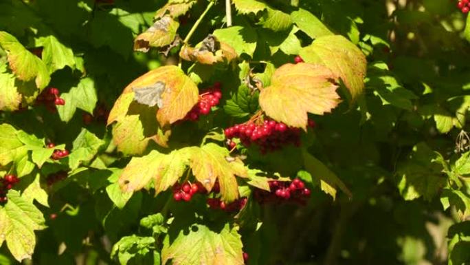 蝇子草 (Guelder rose)