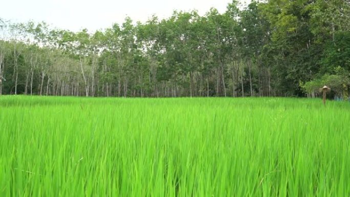 美丽的绿色稻田风景与泰国的稻草人和橡胶树在风中摇摆。