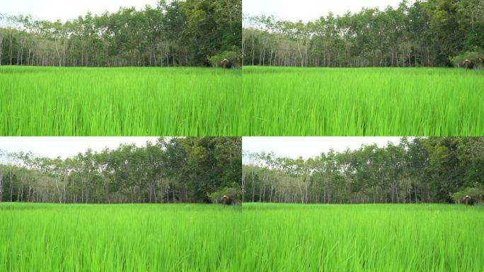 美丽的绿色稻田风景与泰国的稻草人和橡胶树在风中摇摆。