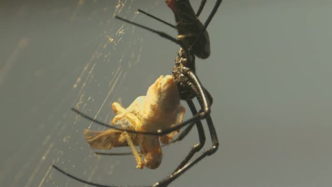 丝蜘蛛用腿处理死蚱hopper