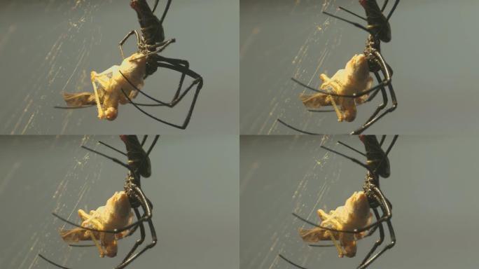 丝蜘蛛用腿处理死蚱hopper