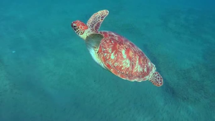 绿海龟 (Chelonia mydas) 在底部吃海藻，植物，红海，Marsa Alam，Abu D