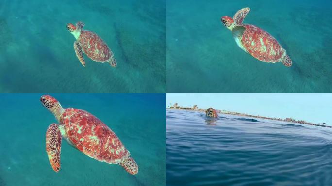 绿海龟 (Chelonia mydas) 在底部吃海藻，植物，红海，Marsa Alam，Abu D