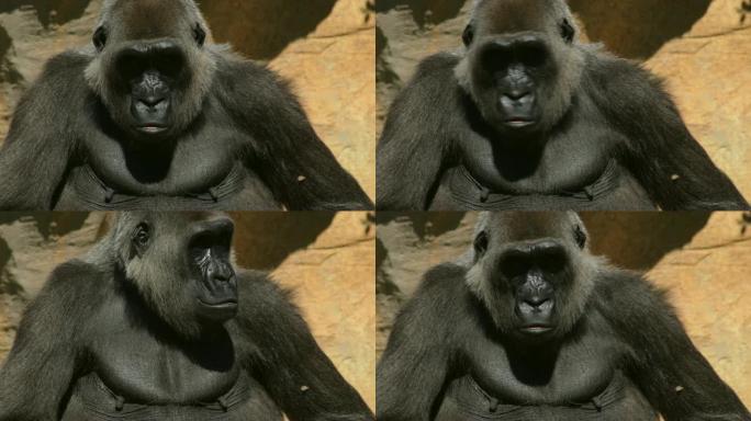 自然公园中的大猩猩雌性-西部低地大猩猩
