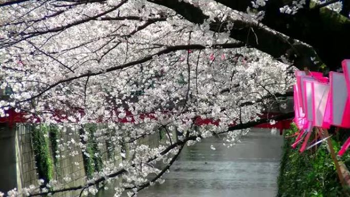 东京的樱花景点